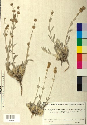  ( - BGE_00080_G02)  @11 [ ] CreativeCommons  Attribution by TAU herbarium (2025) TAU herbarium Aristotle University of Thessaloniki