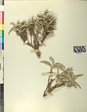  ( - BGE_00080_G06)  @11 [ ] CreativeCommons  Attribution by TAU herbarium (2025) TAU herbarium Aristotle University of Thessaloniki