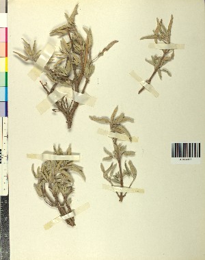  ( - BGE_00080_G07)  @11 [ ] CreativeCommons  Attribution by TAU herbarium (2025) TAU herbarium Aristotle University of Thessaloniki