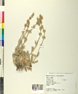  ( - BGE_00080_G11)  @11 [ ] CreativeCommons  Attribution by TAU herbarium (2025) TAU herbarium Aristotle University of Thessaloniki