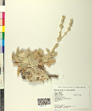  ( - BGE_00080_G12)  @11 [ ] CreativeCommons  Attribution by TAU herbarium (2025) TAU herbarium Aristotle University of Thessaloniki