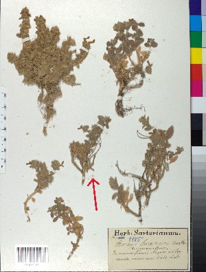  ( - BGE_00080_H09)  @11 [ ] CreativeCommons  Attribution by TAU herbarium (2025) TAU herbarium Aristotle University of Thessaloniki