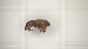  ( - BGE_00084_F02)  @11 [ ] CreativeCommons  Attribution by Achilleas Kaltsidis (2024) Achilleas Katlsidis Hellenic Agricultural Organization "DEMETER" Forest Research Institute Vasilika 57006, Thessaloniki Greece