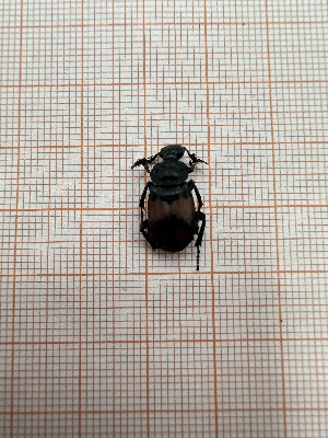  (Nicrophorus vespiloides - BGE_00085_D04)  @11 [ ] CreativeCommons  Attribution by Achilleas Kaltsidis (2026) Achilleas Katlsidis Hellenic Agricultural Organization "DEMETER" Forest Research Institute Vasilika 57006, Thessaloniki Greece