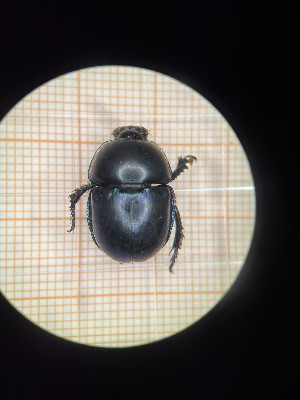  ( - BGE_00084_C06)  @11 [ ] CreativeCommons  Attribution by Achilleas Kaltsidis (2041) Achilleas Katlsidis Hellenic Agricultural Organization "DEMETER" Forest Research Institute Vasilika 57006, Thessaloniki Greece