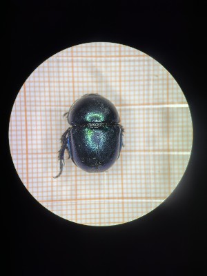  ( - BGE_00084_D06)  @11 [ ] CreativeCommons  Attribution by Achilleas Kaltsidis (2042) Achilleas Katlsidis Hellenic Agricultural Organization "DEMETER" Forest Research Institute Vasilika 57006, Thessaloniki Greece