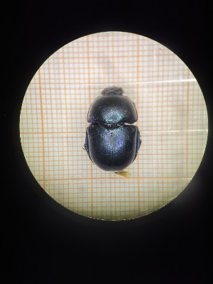  ( - BGE_00084_E06)  @11 [ ] CreativeCommons  Attribution by Achilleas Kaltsidis (2043) Achilleas Katlsidis Hellenic Agricultural Organization "DEMETER" Forest Research Institute Vasilika 57006, Thessaloniki Greece