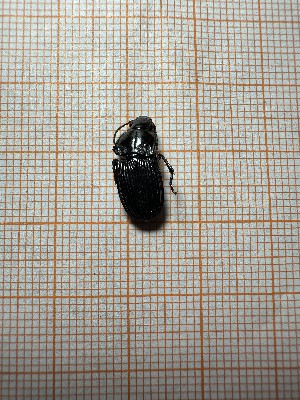  ( - BGE_00084_H11)  @11 [ ] CreativeCommons  Attribution by Achilleas Kaltsidis (2086) Achilleas Katlsidis Hellenic Agricultural Organization "DEMETER" Forest Research Institute Vasilika 57006, Thessaloniki Greece