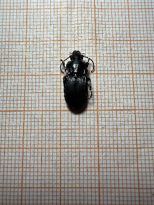  ( - BGE_00084_A12)  @11 [ ] CreativeCommons  Attribution by Achilleas Kaltsidis (2087) Achilleas Katlsidis Hellenic Agricultural Organization "DEMETER" Forest Research Institute Vasilika 57006, Thessaloniki Greece