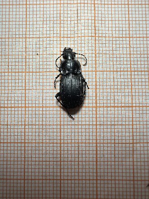  ( - BGE_00084_B12)  @11 [ ] CreativeCommons  Attribution by Achilleas Kaltsidis (2088) Achilleas Katlsidis Hellenic Agricultural Organization "DEMETER" Forest Research Institute Vasilika 57006, Thessaloniki Greece