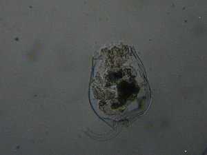  (Brachionus dimidiatus - BGE_00081_A02)  @11 [ ] CreativeCommons  Attribution by Evangelia Michaloudi (2023) Evangelia Michaloudi Aristotle University of Thessaloniki