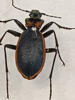  (Carabus arcadicus - BGE_00074_C10)  @11 [ ] CreativeCommons  Attribution by Floros, Kokkari (2023) Floros George, Anastasia Kokkari Aristotle University of Thessaloniki