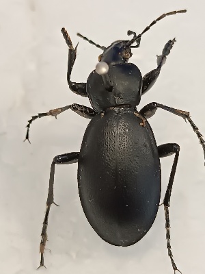  (Carabus regalis - BGE_00074_D04)  @11 [ ] CreativeCommons  Attribution by Floros, Kokkari (2023) Floros George, Anastasia Kokkari Aristotle University of Thessaloniki