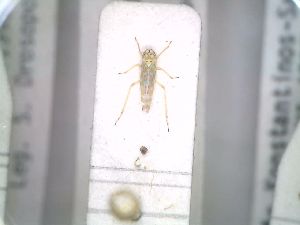  (Eupteryx gyaurdagica - BGE_00926_A05)  @11 [ ] CreativeCommons  Attribution by Zoi Thanou (2025) Zoi Thanou Agricultural University of Athens
