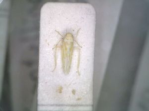  (Micantulina micantula - BGE_00926_E01)  @11 [ ] CreativeCommons  Attribution by Zoi Thanou (2025) Zoi Thanou Agricultural University of Athens