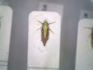  (Tropidocephala tuberipennis - BGE_00086_B01)  @11 [ ] CreativeCommons  Attribution by Zoi Thanou (2025) Zoi Thanou Agricultural University of Athens