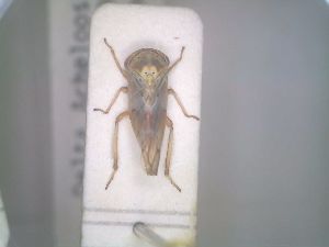  (Metidiocerus dimidiatus - BGE_00927_H11)  @11 [ ] CreativeCommons  Attribution by Zoi Thanou (2025) Zoi Thanou Agricultural University of Athens