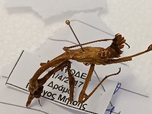  (Empusa pennicornis - BGE_00074_G10)  @11 [ ] CreativeCommons  Attribution by Floros, Kokkari (2023) Floros George, Anastasia Kokkari Aristotle University of Thessaloniki