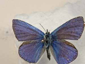  (Polyommatus elena - BGE_00074_H10)  @11 [ ] CreativeCommons  Attribution by Floros, Kokkari (2023) Floros George, Anastasia Kokkari Aristotle University of Thessaloniki