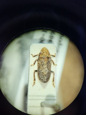  (Tettigometra picta - BGE_00929_C02)  @11 [ ] CreativeCommons  Attribution by Zoi Thanou (2025) Zoi Thanou Agricultural University of Athens