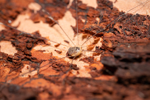  (Leiobunum ghigii - BGE_00083_B12)  @11 [ ] Copyright © (2025) Eleftherios Katsillis -