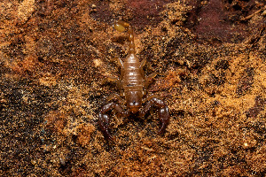  (Euscorpius cf. vignai - BGE_00083_D08)  @11 [ ] Copyright © (2025) Konstantinos Kalaentzis Aristotle University of Thessaloniki