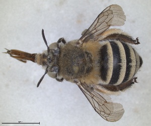  (Amegilla ochroleuca - RMNH.INS.1265317)  @11 [ ] by-nc-sa (2024) Unspecified Naturalis Biodiversity Centre