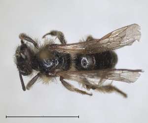  (Andrena garrula - RMNH.INS.1265766)  @11 [ ] by-nc-sa (2024) Unspecified Naturalis Biodiversity Centre