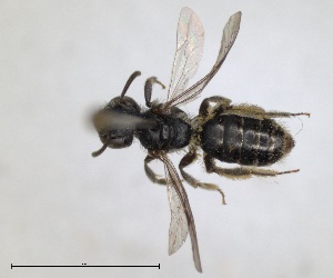  (Andrena helenica - RMNH.INS.1265847)  @11 [ ] by-nc-sa (2024) Unspecified Naturalis Biodiversity Centre