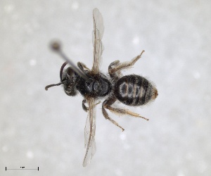  (Andrena hillana - RMNH.INS.1265851)  @11 [ ] by-nc-sa (2024) Unspecified Naturalis Biodiversity Centre