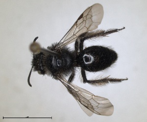  (Andrena grossella - RMNH.INS.1265858)  @11 [ ] by-nc-sa (2024) Unspecified Naturalis Biodiversity Centre