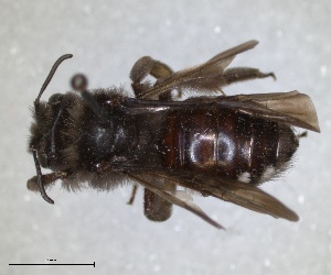  (Andrena magna - RMNH.INS.1265865)  @11 [ ] by-nc-sa (2024) Unspecified Naturalis Biodiversity Centre
