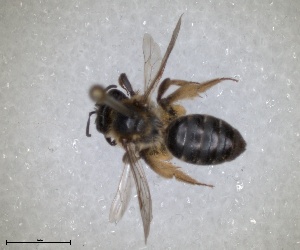  (Andrena macroptera - RMNH.INS.1265869)  @11 [ ] by-nc-sa (2024) Unspecified Naturalis Biodiversity Centre