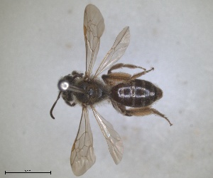  (Andrena lonicera - RMNH.INS.1265873)  @11 [ ] by-nc-sa (2024) Unspecified Naturalis Biodiversity Centre