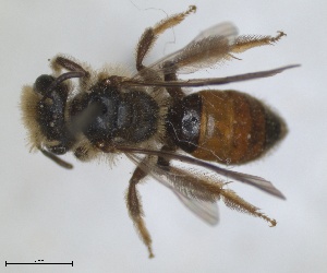 (Andrena limassolica - RMNH.INS.1265875)  @11 [ ] by-nc-sa (2024) Unspecified Naturalis Biodiversity Centre