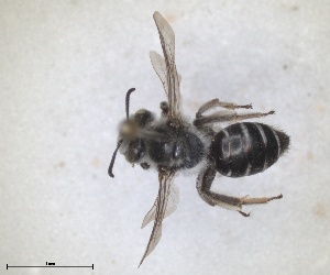  (Andrena leucopsis - RMNH.INS.1265879)  @11 [ ] by-nc-sa (2024) Unspecified Naturalis Biodiversity Centre
