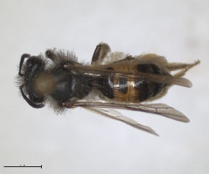  (Andrena leucophaea - RMNH.INS.1265905)  @11 [ ] by-nc-sa (2024) Unspecified Naturalis Biodiversity Centre