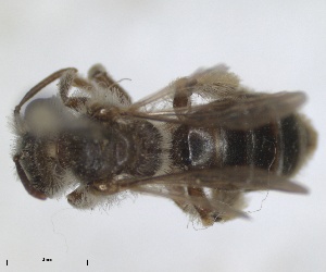  (Andrena polemediana - RMNH.INS.1265913)  @11 [ ] by-nc-sa (2024) Unspecified Naturalis Biodiversity Centre