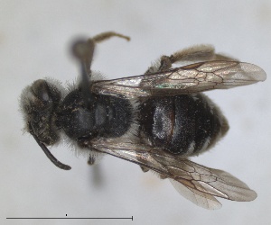  (Andrena cordialis - RMNH.INS.1265954)  @11 [ ] by-nc-sa (2024) Unspecified Naturalis Biodiversity Centre