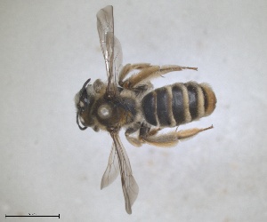  (Andrena concinna - RMNH.INS.1265974)  @11 [ ] by-nc-sa (2024) Unspecified Naturalis Biodiversity Centre