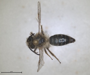  (Andrena cyanomicans - RMNH.INS.1266058)  @11 [ ] by-nc-sa (2024) Unspecified Naturalis Biodiversity Centre