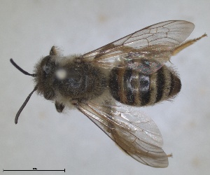  (Andrena tibialis - RMNH.INS.1266072)  @11 [ ] by-nc-sa (2024) Unspecified Naturalis Biodiversity Centre