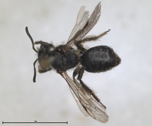  (Andrena minutula - RMNH.INS.1266076)  @11 [ ] by-nc-sa (2024) Unspecified Naturalis Biodiversity Centre