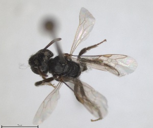  (Andrena pulicaria - RMNH.INS.1266127)  @11 [ ] by-nc-sa (2024) Unspecified Naturalis Biodiversity Centre