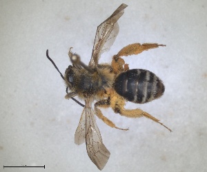  (Andrena delphiensis - RMNH.INS.1266177)  @11 [ ] by-nc-sa (2024) Unspecified Naturalis Biodiversity Centre