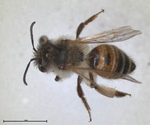  (Andrena pyrozonata - RMNH.INS.1266189)  @11 [ ] by-nc-sa (2024) Unspecified Naturalis Biodiversity Centre