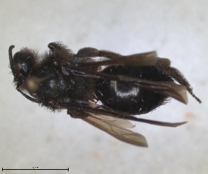  (Andrena cussariensis - RMNH.INS.1266193)  @11 [ ] by-nc-sa (2024) Unspecified Naturalis Biodiversity Centre