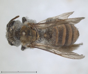  (Cubiandrena - RMNH.INS.1266205)  @11 [ ] by-nc-sa (2024) Unspecified Naturalis Biodiversity Centre