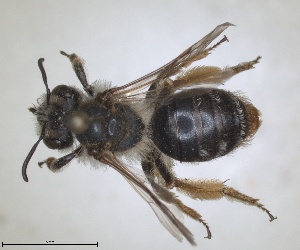  (Andrena korleviciana - RMNH.INS.1266224)  @11 [ ] by-nc-sa (2024) Unspecified Naturalis Biodiversity Centre