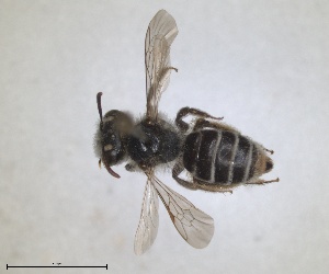  (Andrena monacha - RMNH.INS.1266252)  @11 [ ] by-nc-sa (2024) Unspecified Naturalis Biodiversity Centre